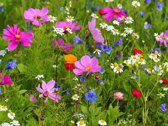 Voorvertonings afbeelding: Groene toekomst